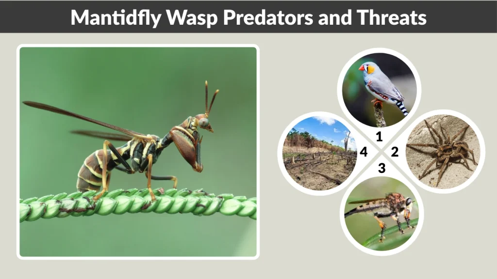 Mantidfly Wasp Predators and Threats