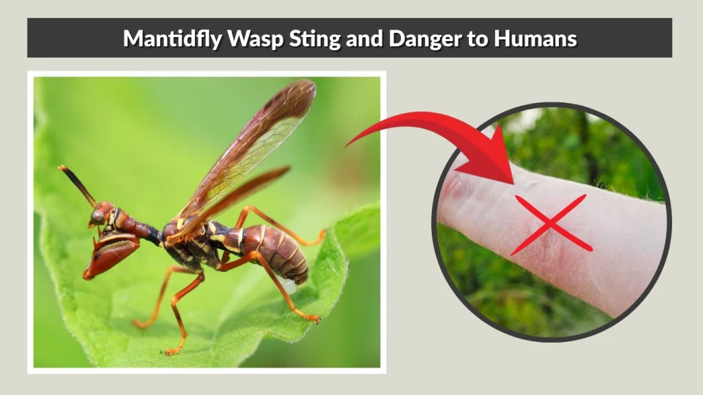 Mantidfly Wasp Sting and Danger to Humans