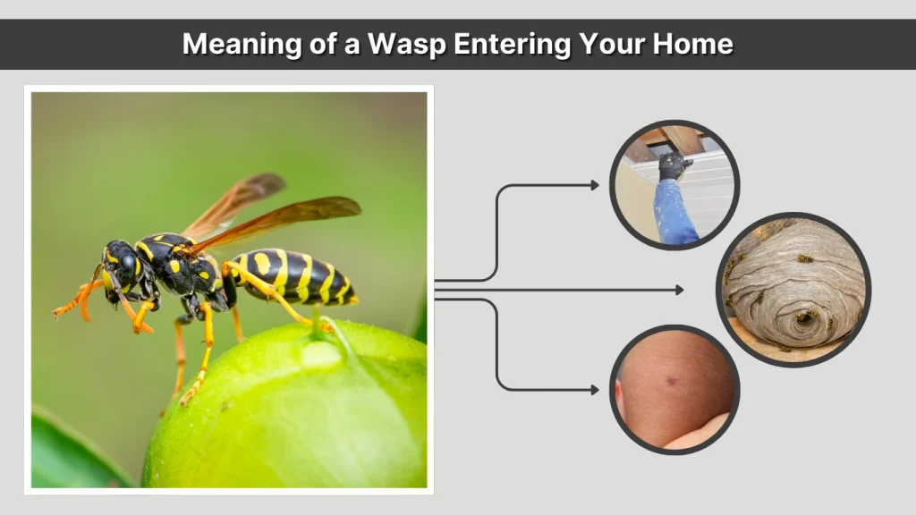 Meaning of a Wasp Entering Your Home
