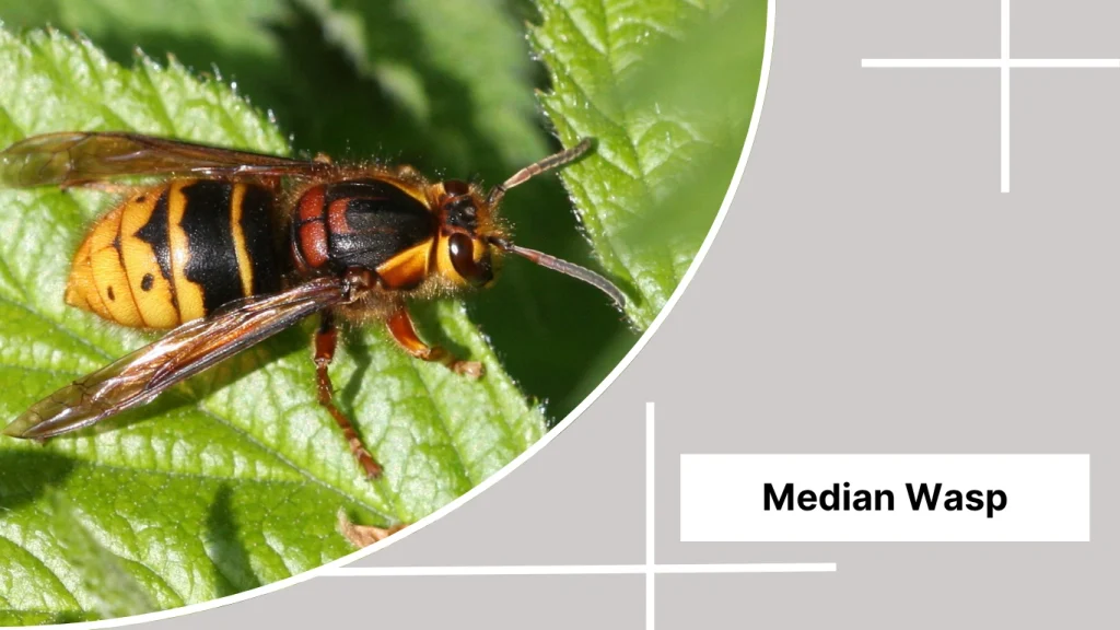 Median Wasp