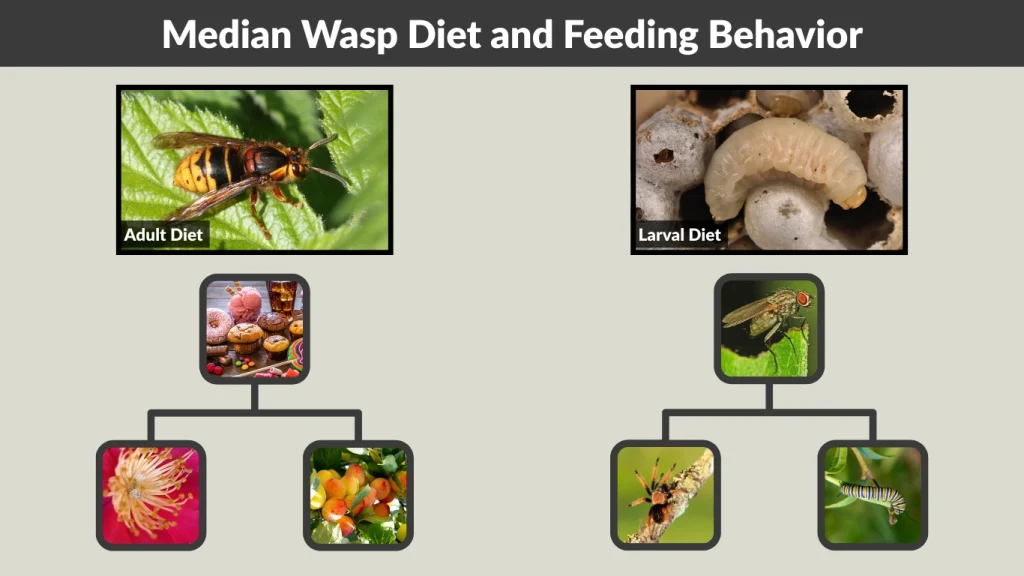 Median Wasp Diet and Feeding Behavior