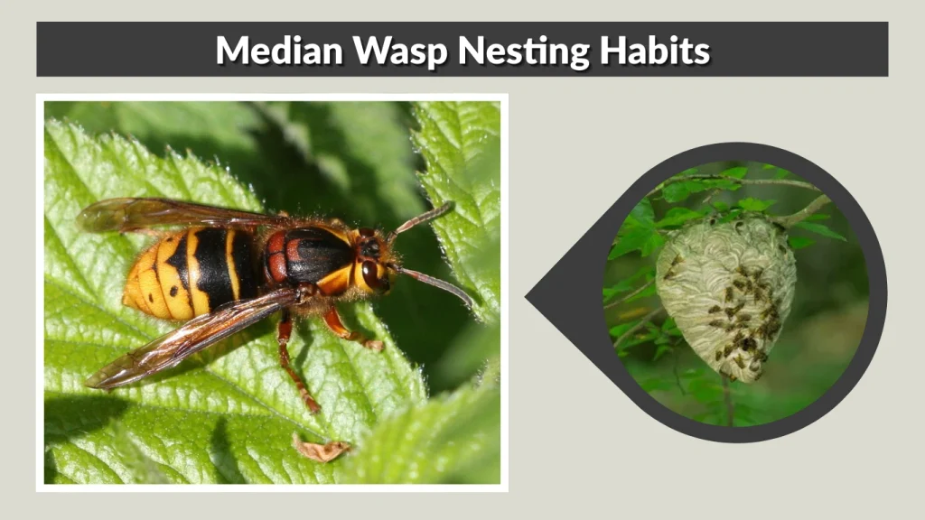 Median Wasp Nesting Habits
