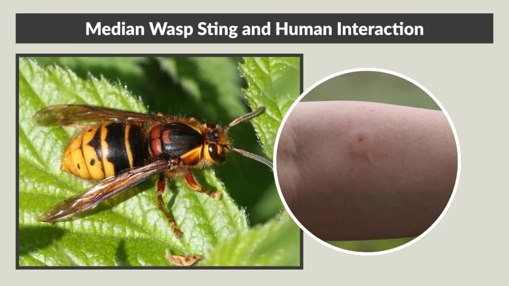 Median Wasp Sting and Human Interaction
