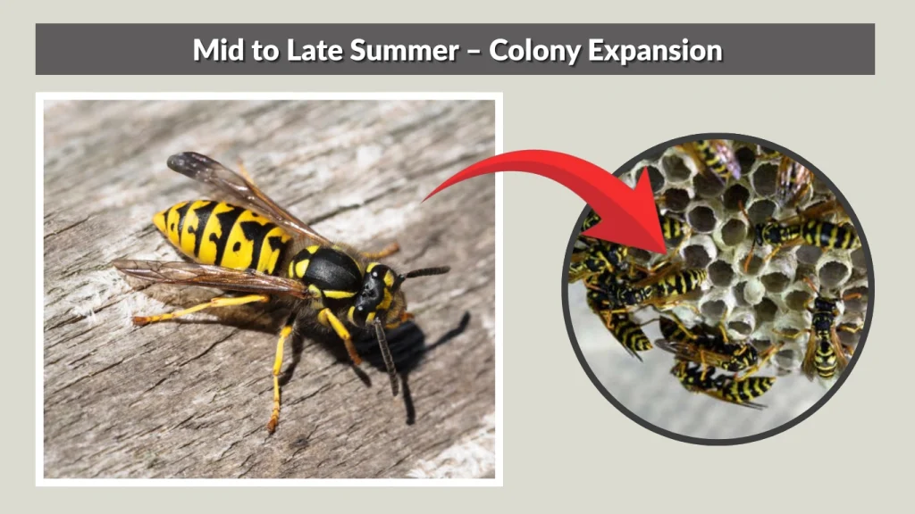 Mid to Late Summer – Colony Expansion