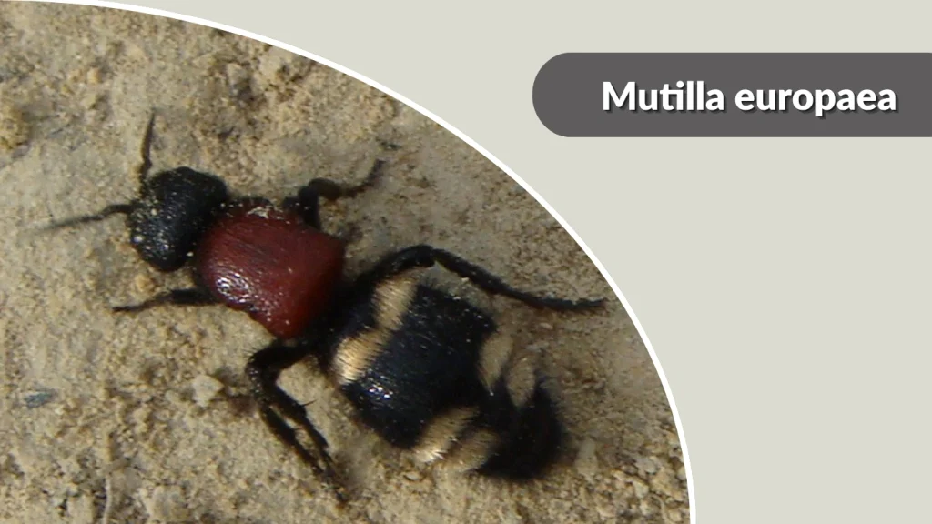 Mutilla europaea