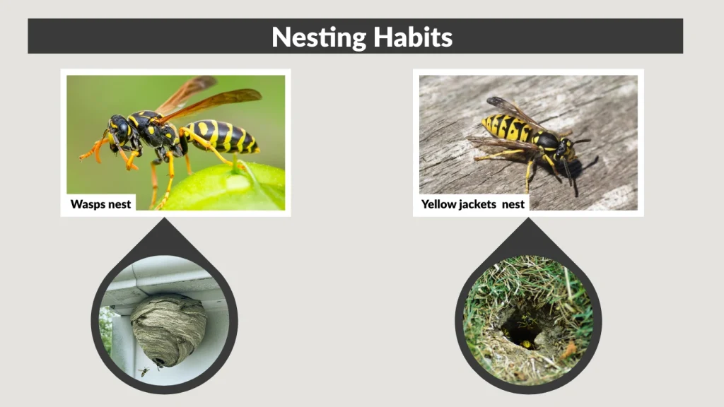 Nesting Habits