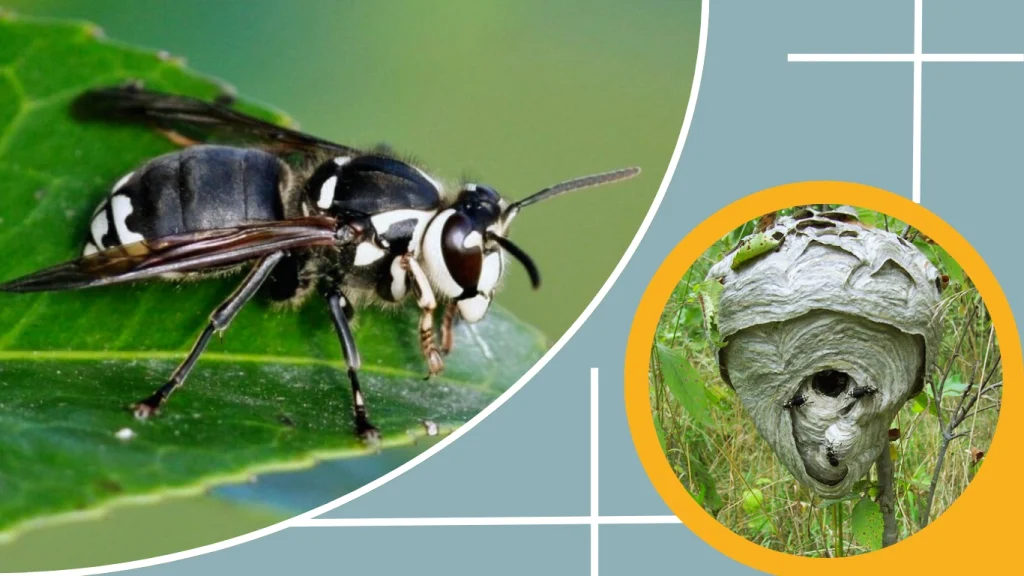 Black and White Wasps Nesting Habits