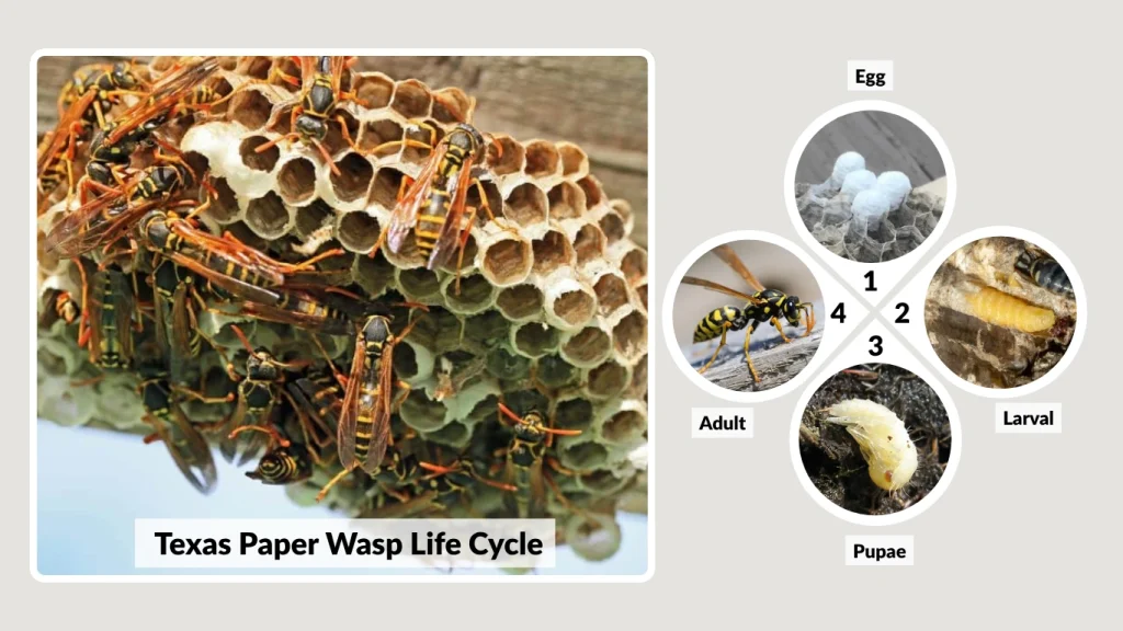 Nesting and Reproduction