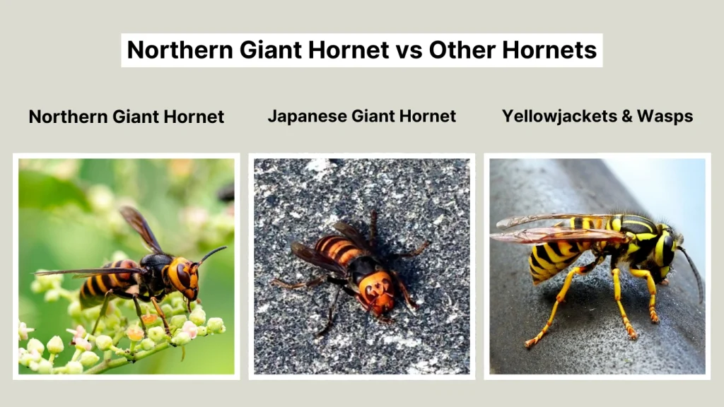 Northern Giant Hornet vs Other Hornets