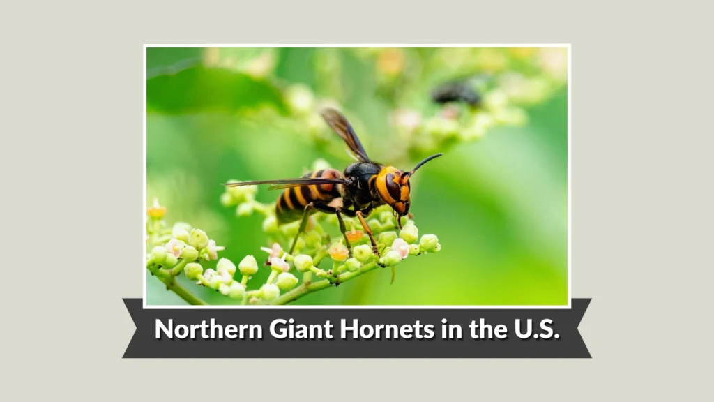 Northern Giant Hornets in the U.S.