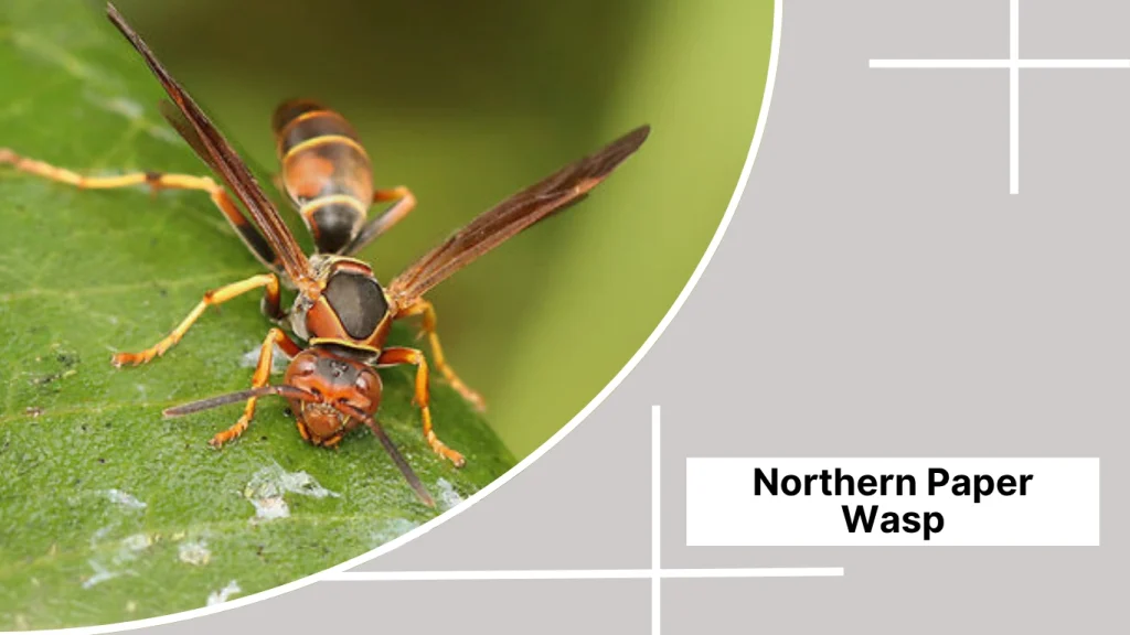 Northern Paper Wasp