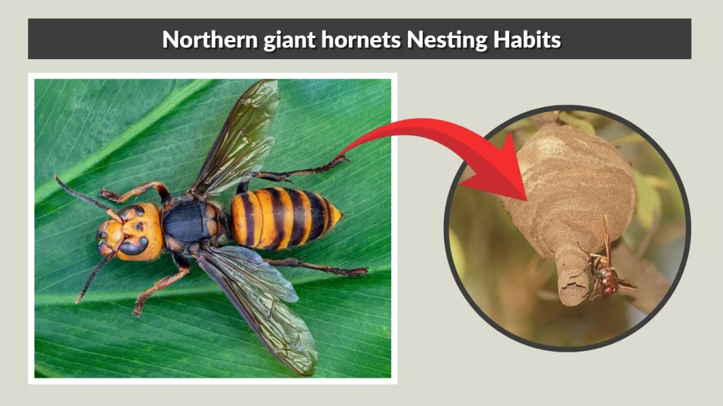 Northern giant hornets Nesting Habits