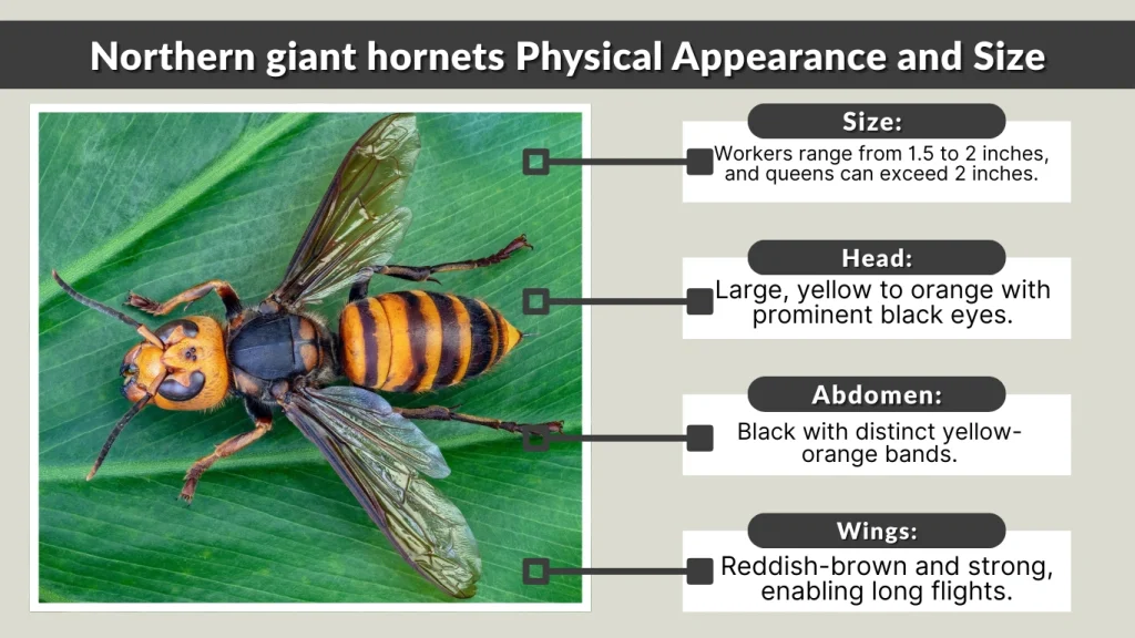 Northern giant hornets Physical Appearance and Size
