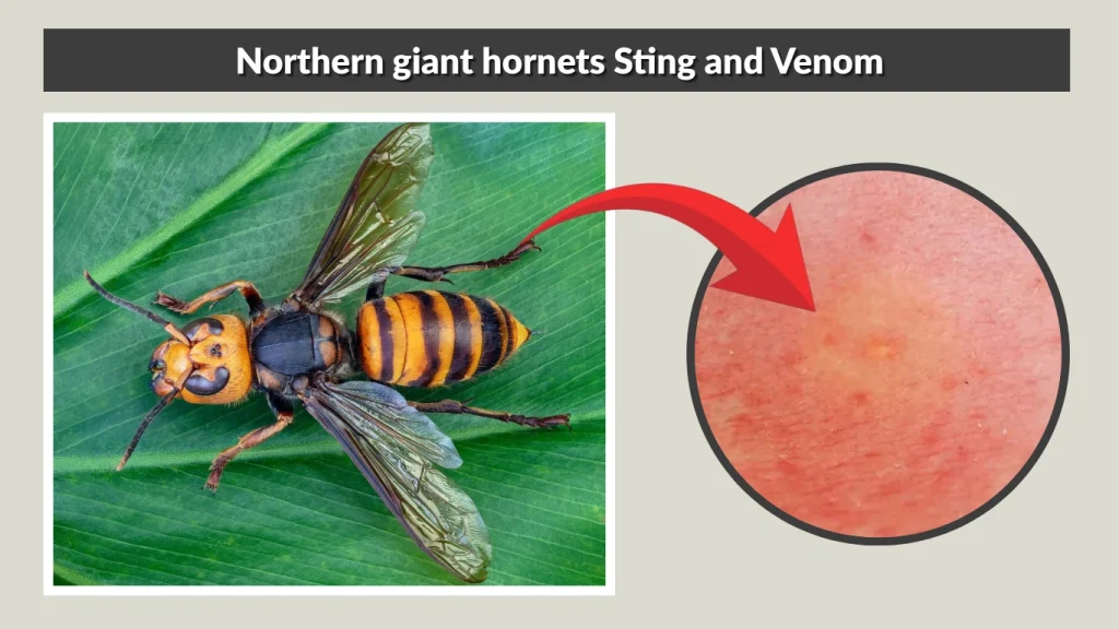 Northern giant hornets Sting and Venom