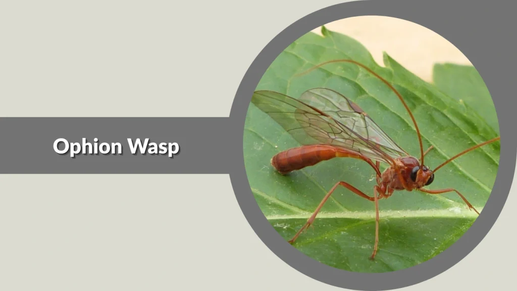 Ophion Wasp