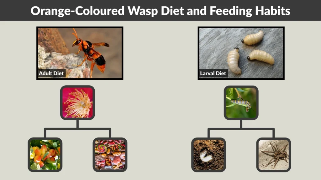 Orange-Coloured Wasp Diet and Feeding Habits