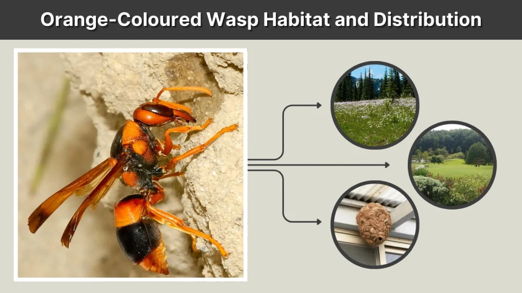 Orange-Coloured Wasp Habitat and Distribution