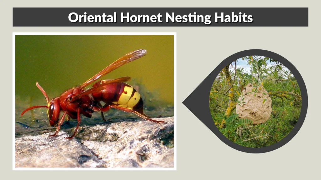 Oriental Hornet Nesting Habits