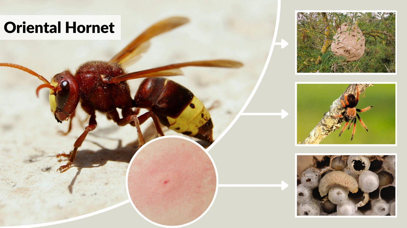 Oriental Hornet Size, Color, Nest, Diet, Siting and More