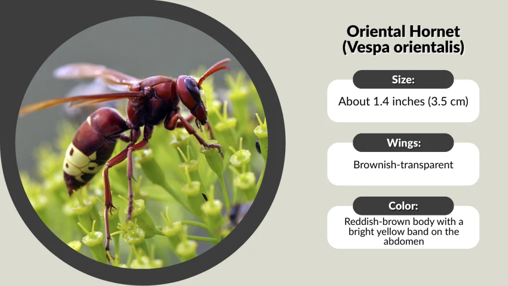 Oriental Hornet (Vespa orientalis)