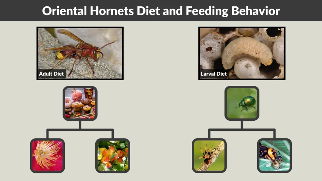 Oriental Hornets Diet and Feeding Behavior