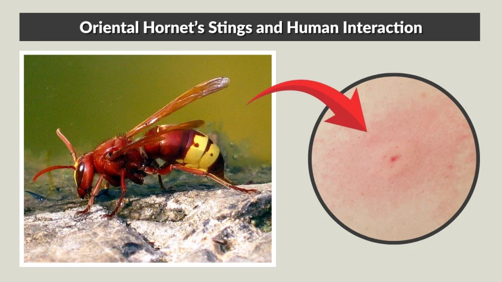 Oriental Hornet’s Stings and Human Interaction
