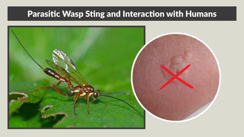 Parasitic Wasp Sting and Interaction with Humans