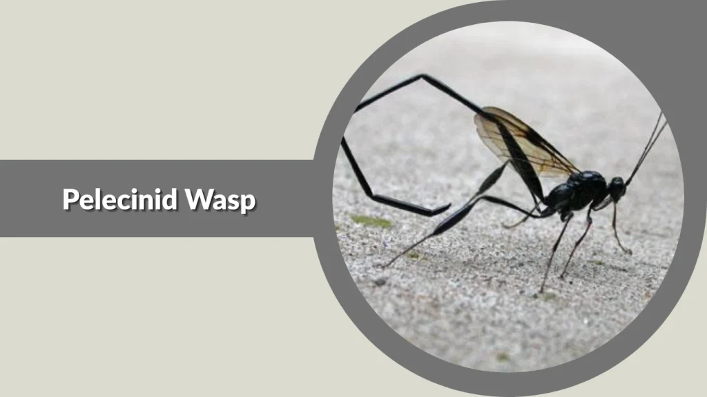 Pelecinid Wasp