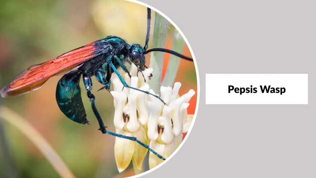 Pepsis Wasp