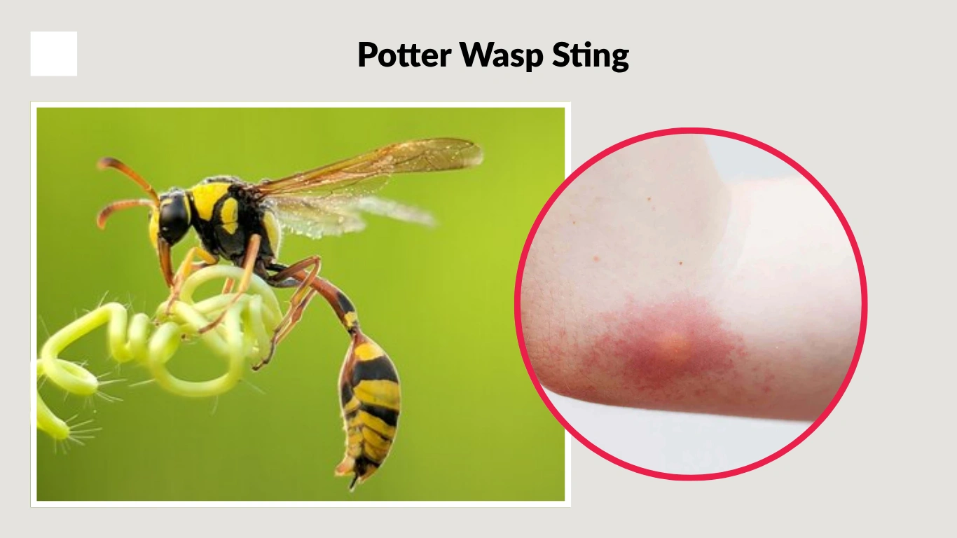 Potter Wasp Sting Are Potter Wasps Dangerous