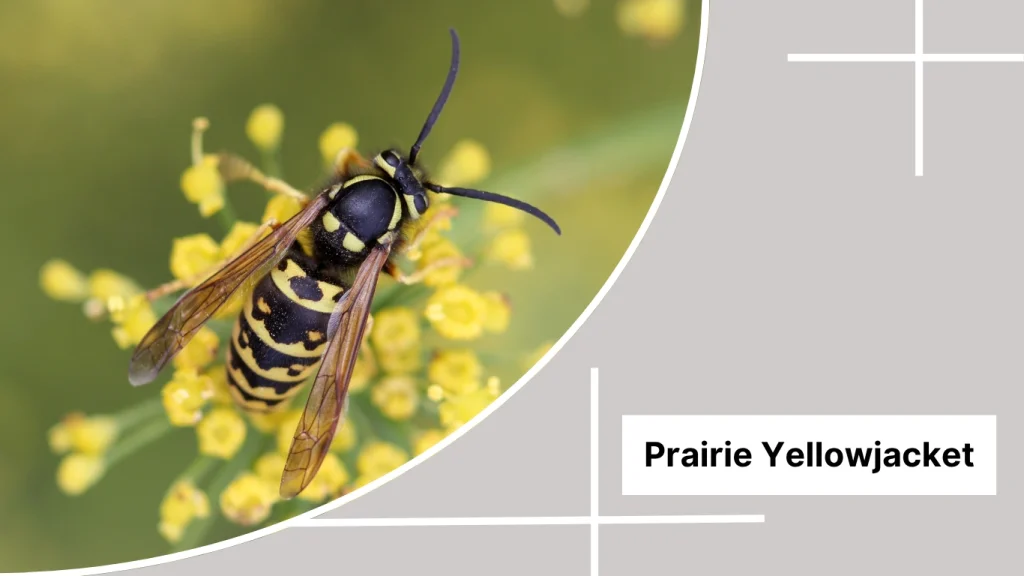Prairie Yellowjacket
