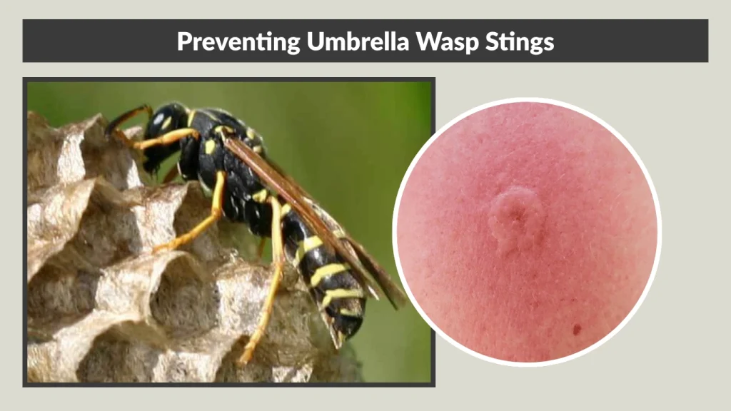 Preventing Umbrella Wasp Stings