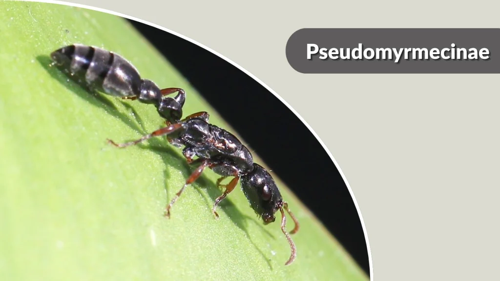 Pseudomyrmecinae 