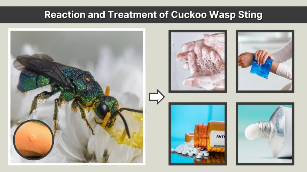 Reaction and Treatment of Cuckoo Wasp Sting