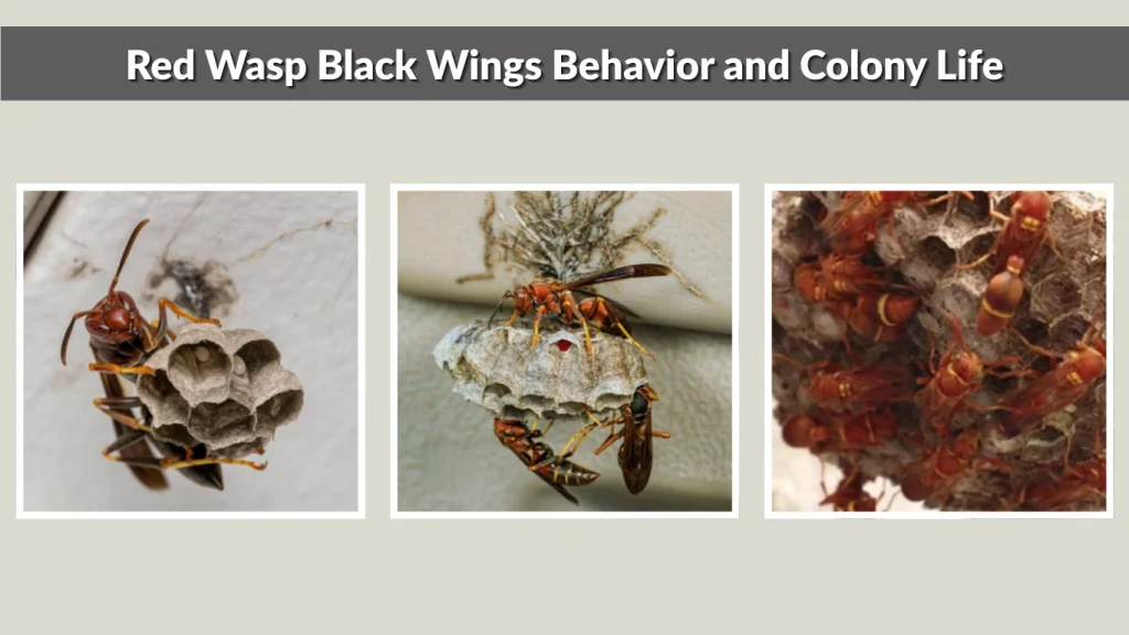 Red Wasp Black Wings Behavior and Colony Life