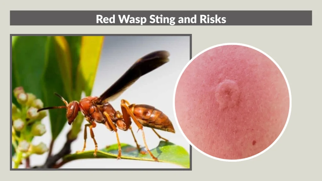 Red Wasp Sting and Risks
