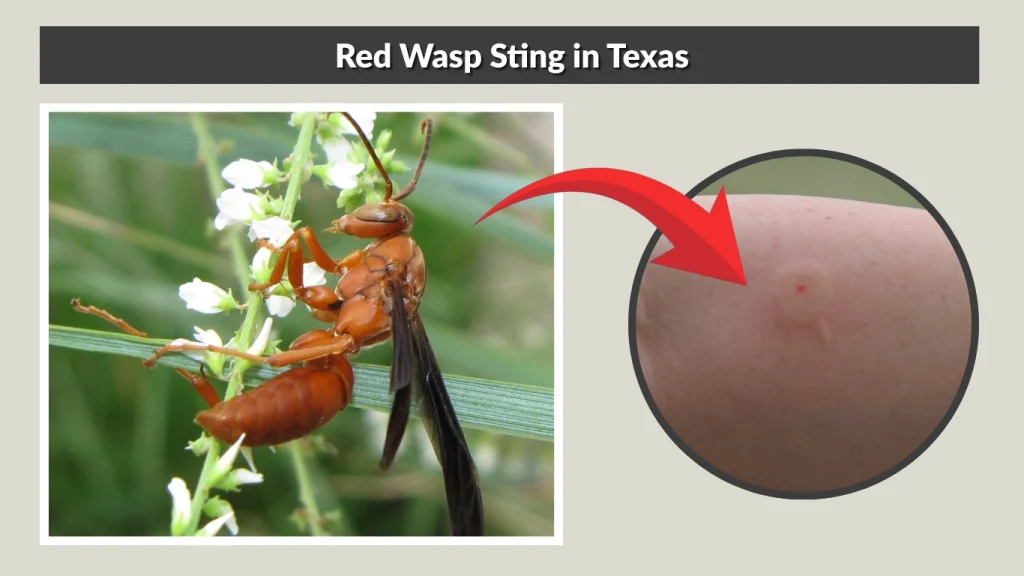 Red Wasp Sting in Texas