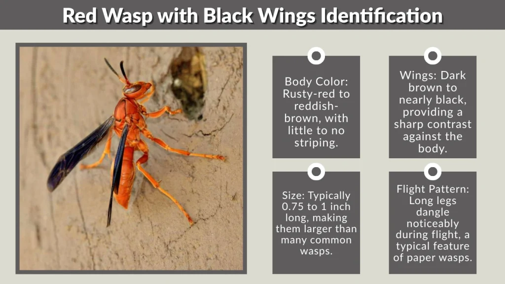Red Wasp with Black Wings Identification
