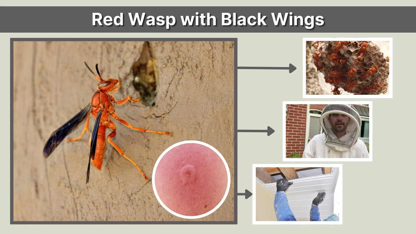 Red Wasp with Black Wings Identification, Sting, and Control Guide