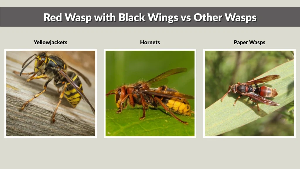Red Wasp with Black Wings vs Other Wasps