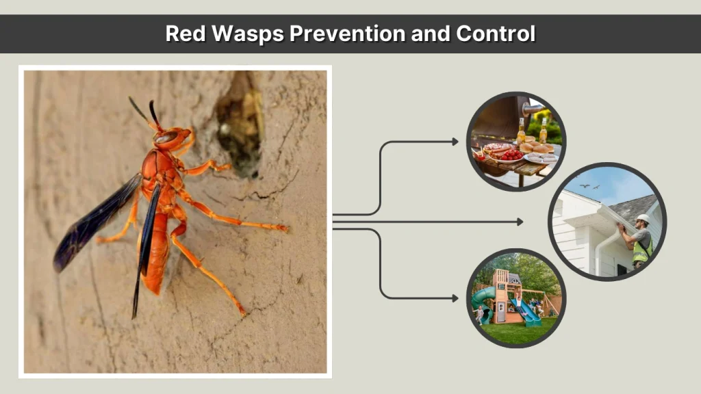 Red Wasps Prevention and Control