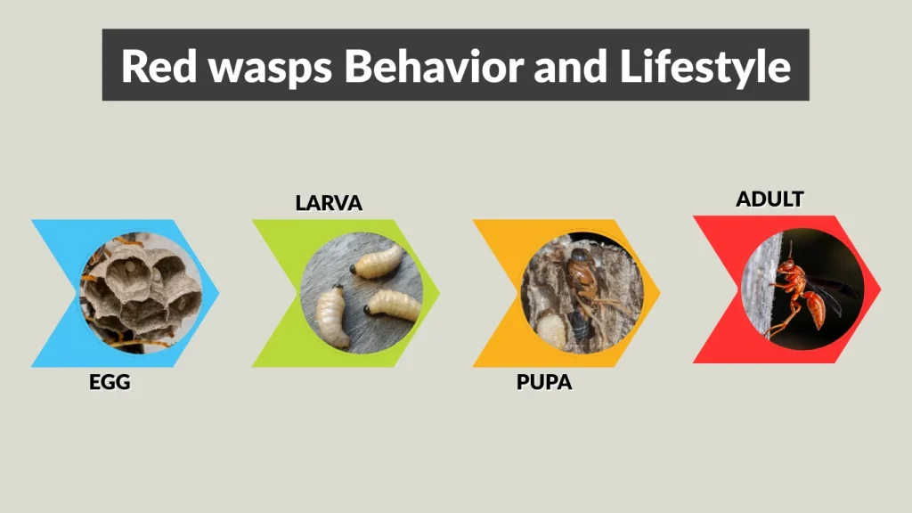 Red wasps Behavior and Lifestyle