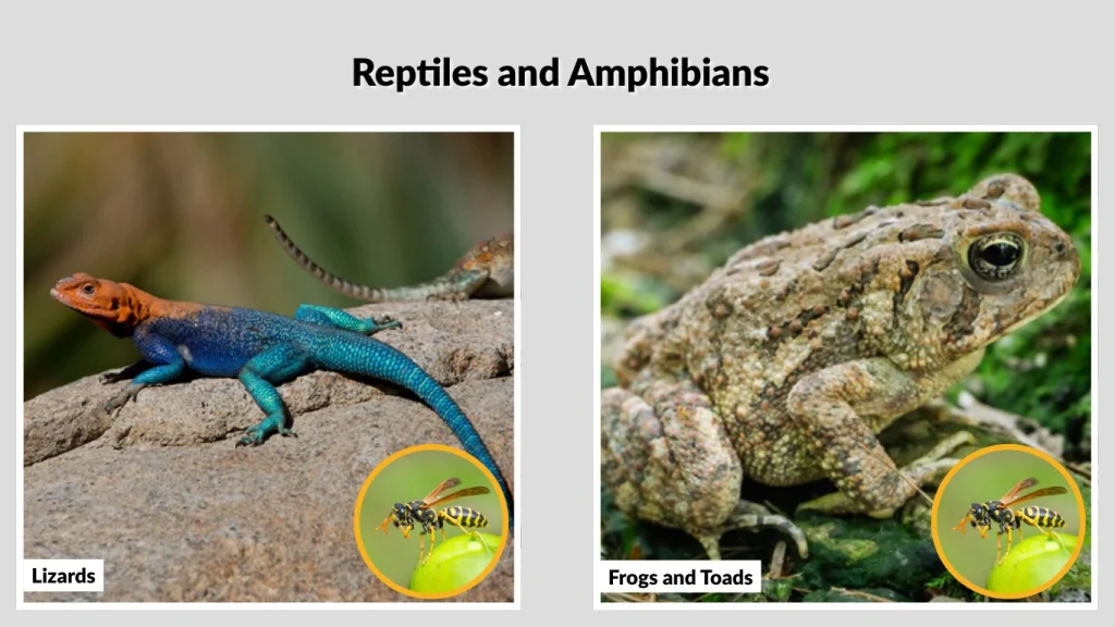 Reptiles and Amphibians