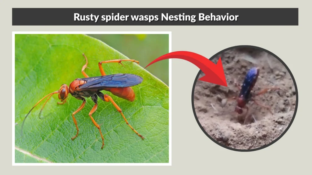 Rusty spider wasps Nesting Behavior