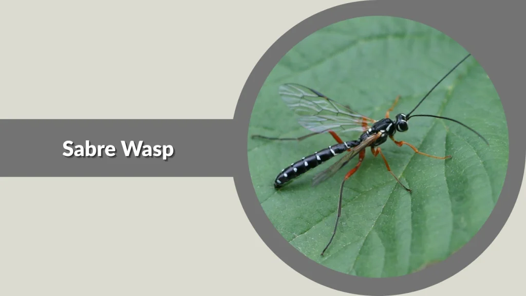 Sabre Wasp