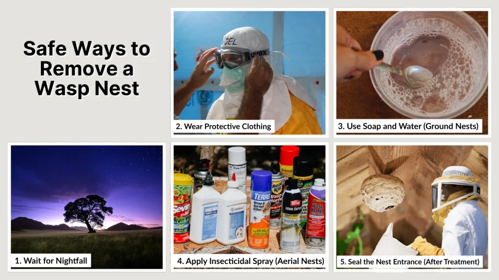 Safe Ways to Remove a Wasp Nest