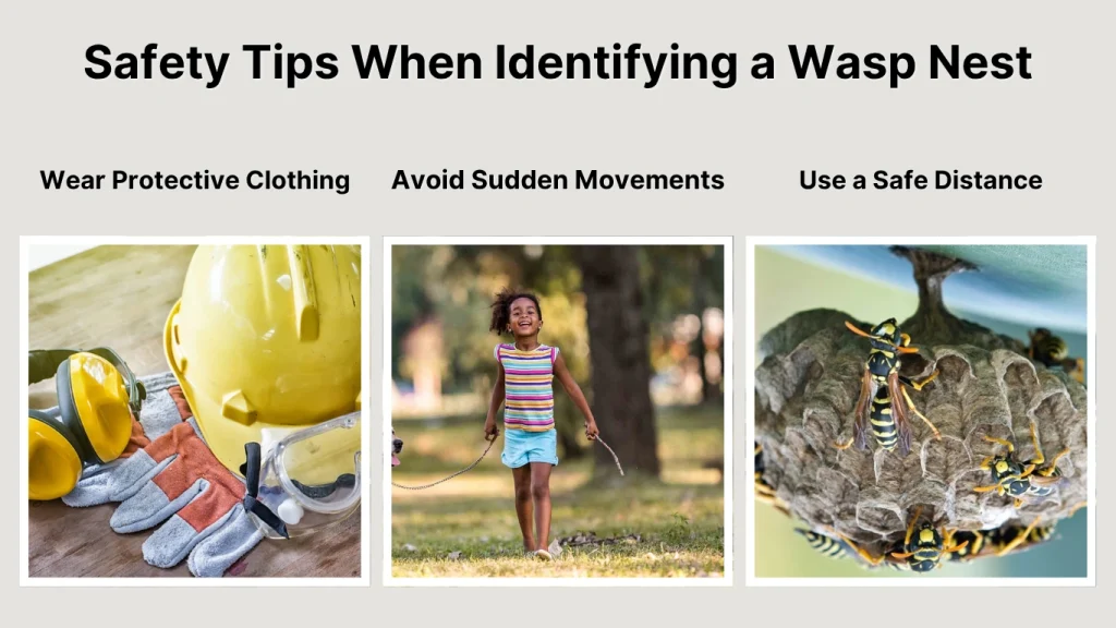 Safety Tips When Identifying a Wasp Nest