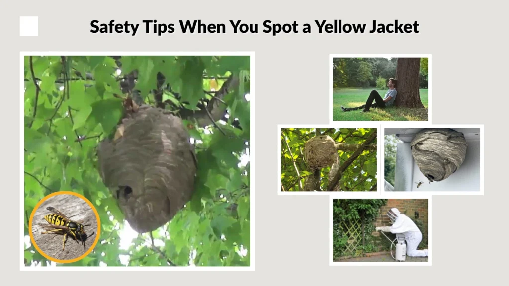 Safety Tips When You Spot a Yellow Jacket