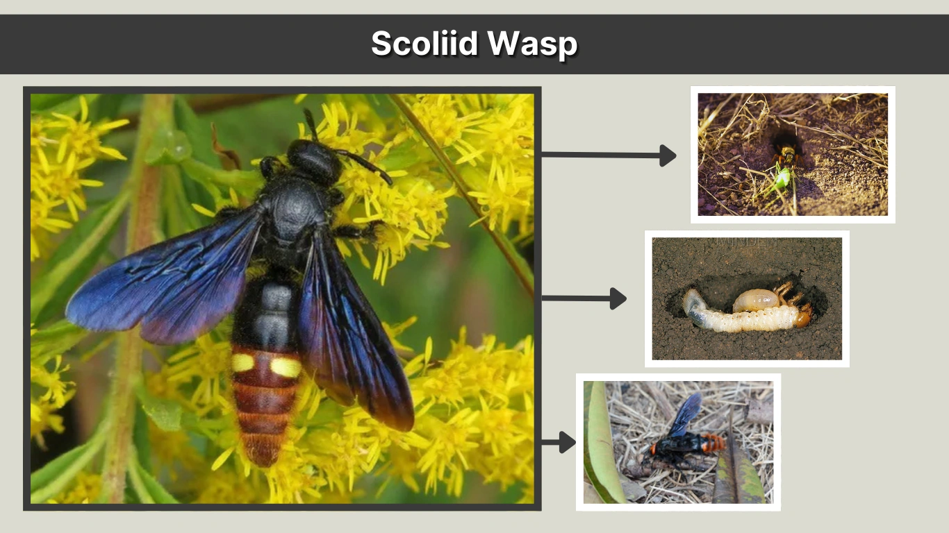Scoliid Wasp Identification, Behavior, Sting, and More