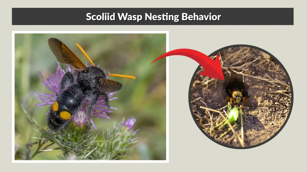 Scoliid Wasp Nesting Behavior